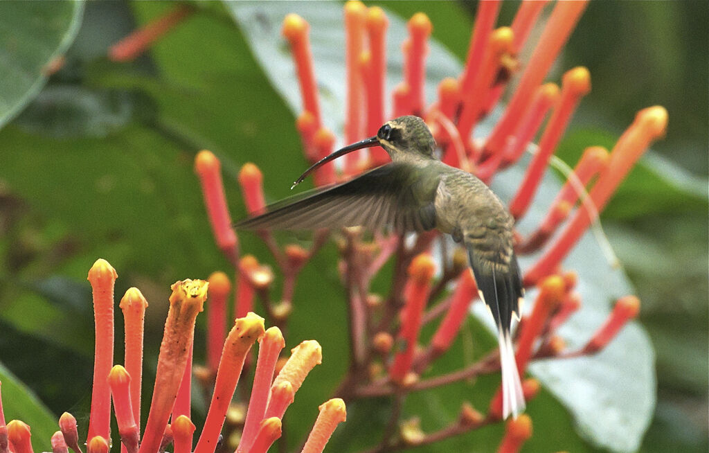 Great-billed Hermit