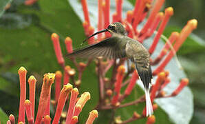 Great-billed Hermit