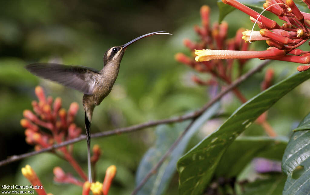 Great-billed Hermitadult, pigmentation, Flight, eats