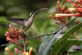 Great-billed Hermit