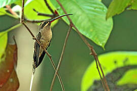 Great-billed Hermit