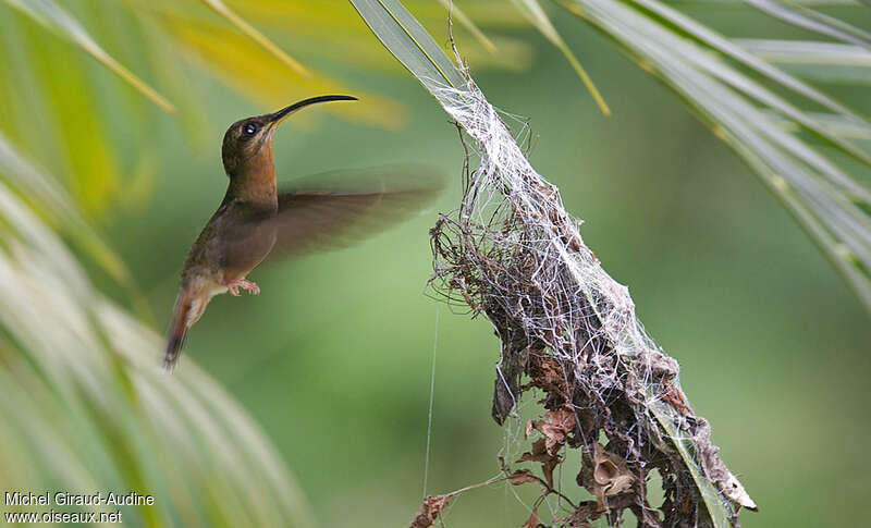 Rufous-breasted Hermitadult, Reproduction-nesting