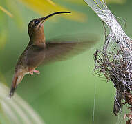 Rufous-breasted Hermit