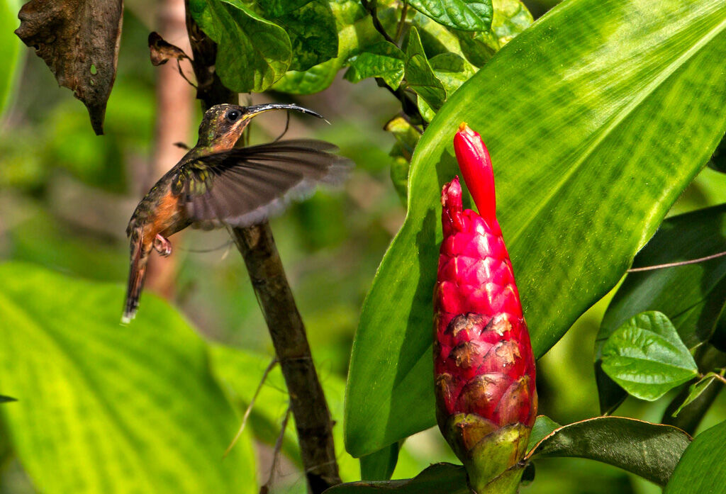 Rufous-breasted Hermit