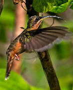 Rufous-breasted Hermit