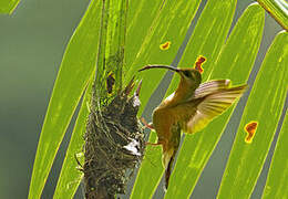 Rufous-breasted Hermit