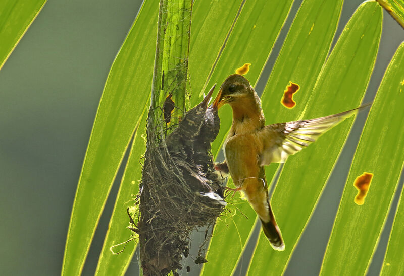 Rufous-breasted Hermit female adult, Reproduction-nesting