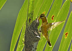 Rufous-breasted Hermit