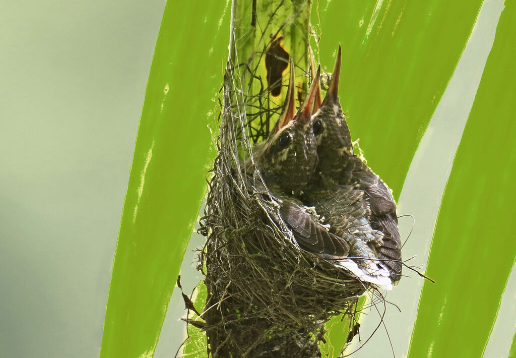 Ermite hirsutePoussin, Nidification