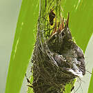 Ermite hirsute