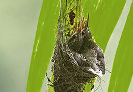 Rufous-breasted Hermit