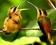 Reddish Hermit