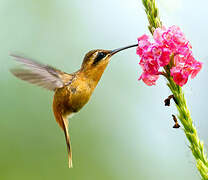 Reddish Hermit