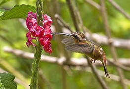 Reddish Hermit