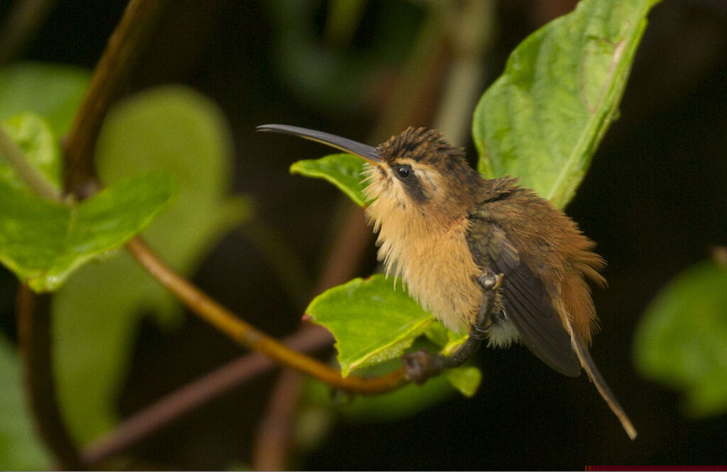 Reddish Hermit