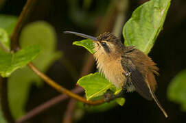 Reddish Hermit