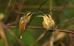 Reddish Hermit