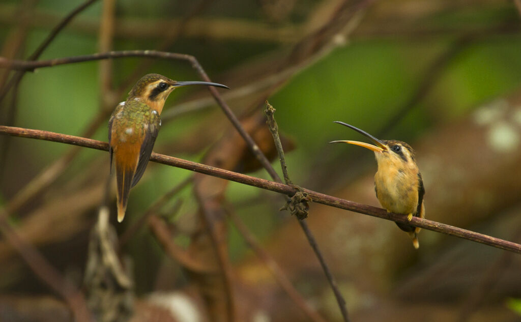 Reddish Hermit, Reproduction-nesting