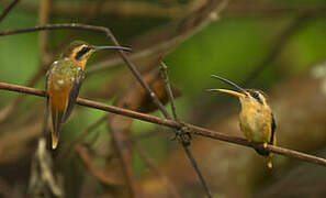 Reddish Hermit