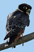 Bat Falcon