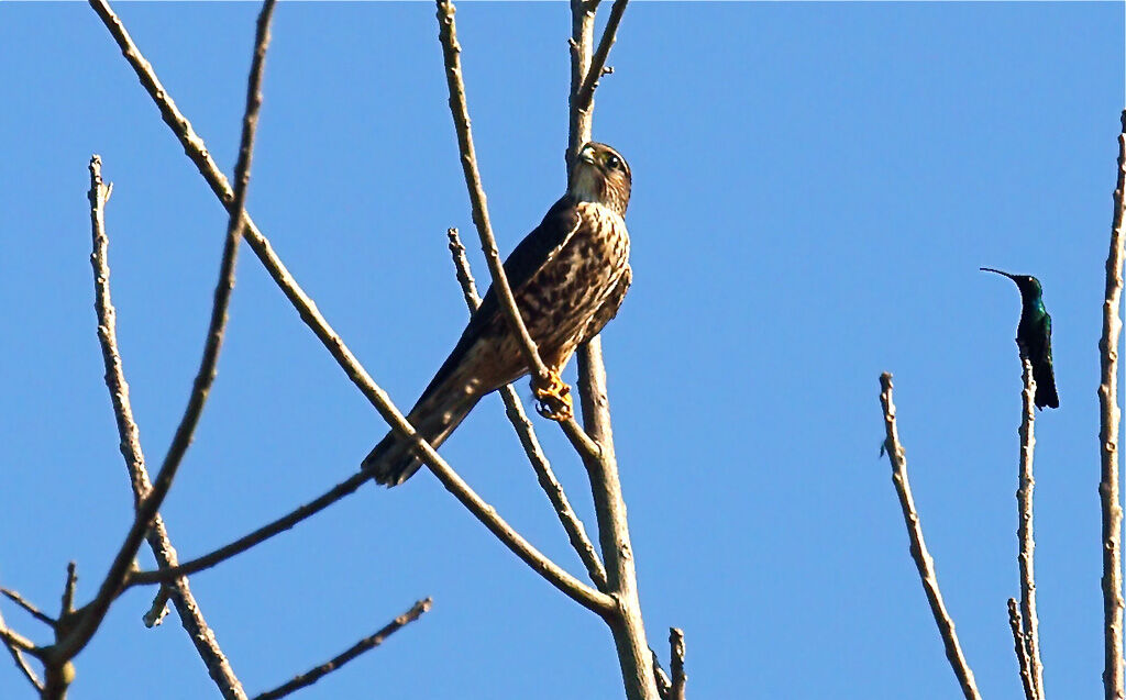 Faucon émerillonimmature