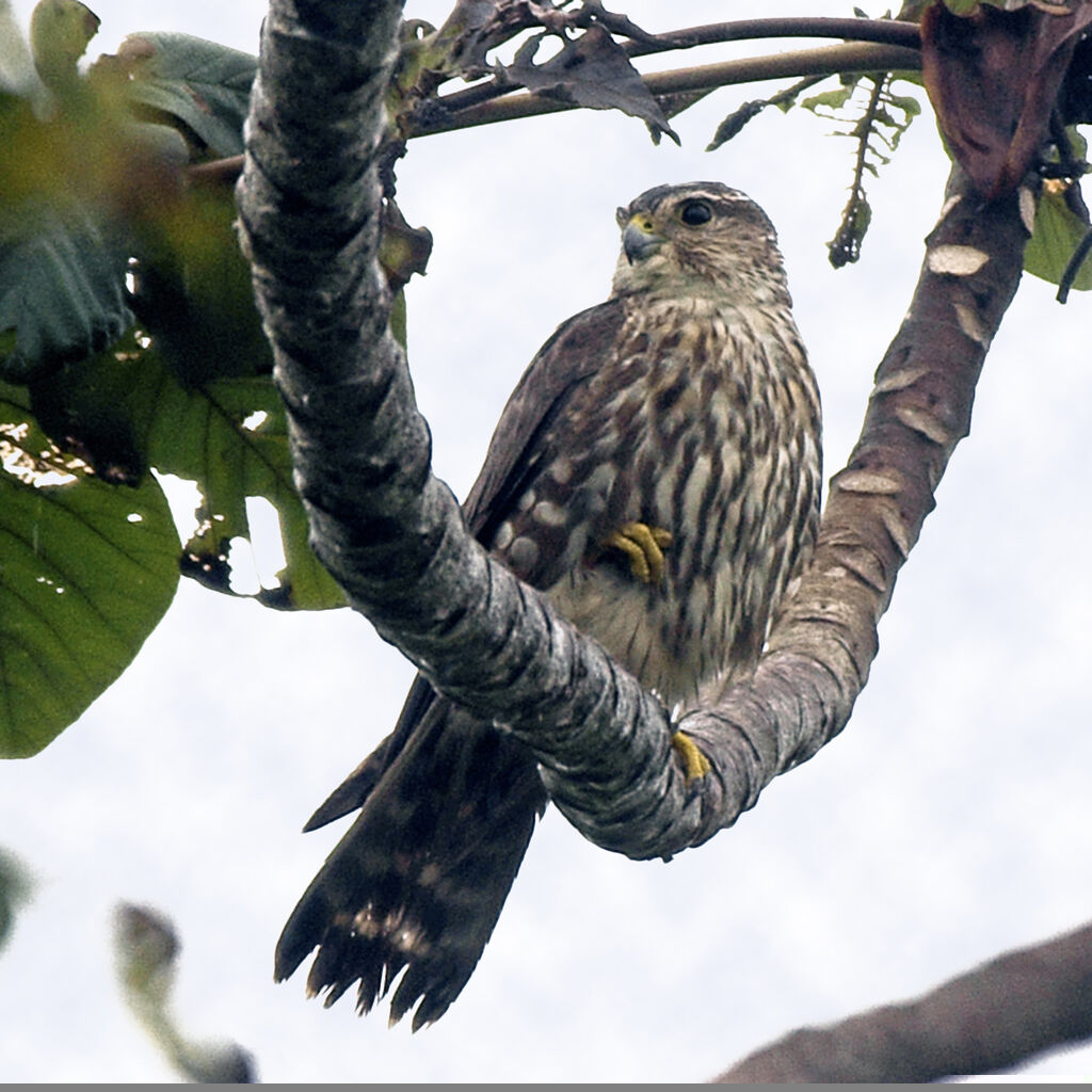 Merlin female