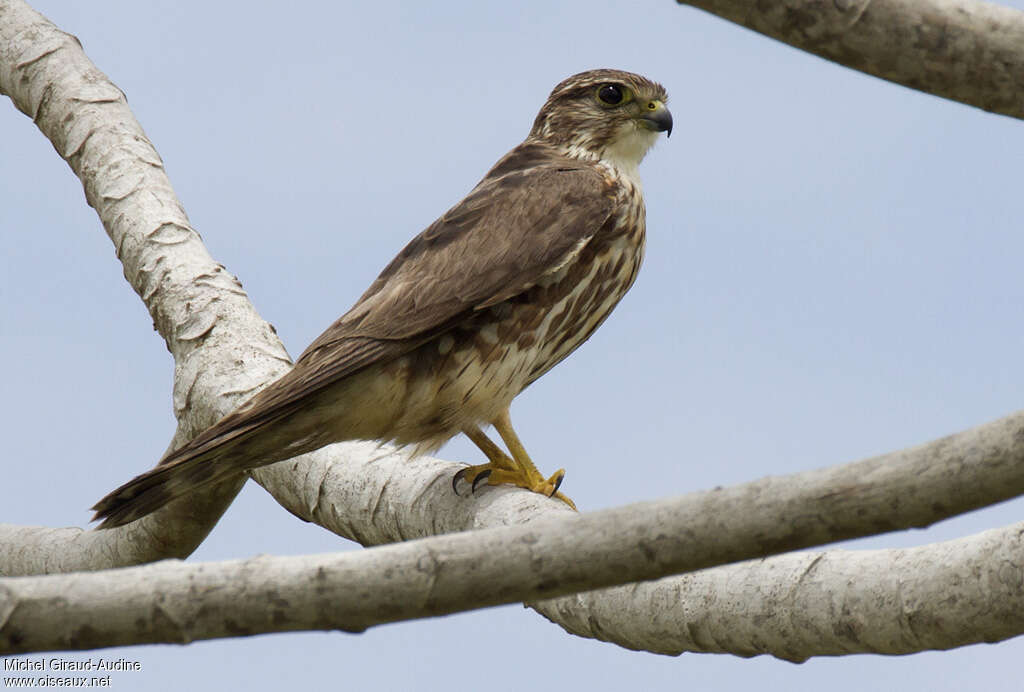 Merlin female Second year, identification