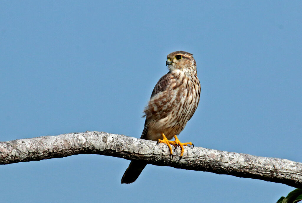 Faucon émerillonimmature