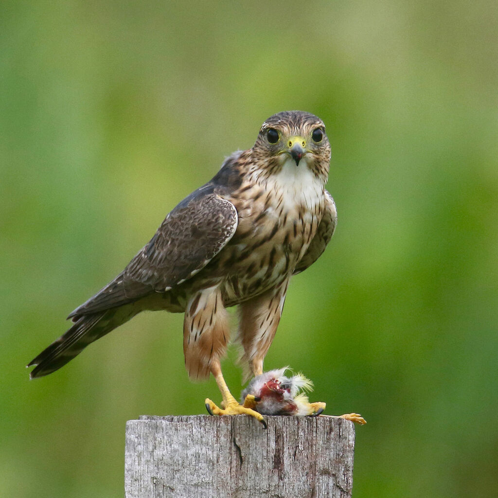 Merlinsubadult, eats