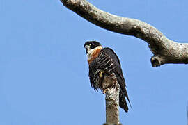 Orange-breasted Falcon