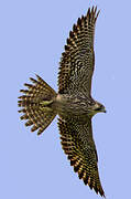 Peregrine Falcon