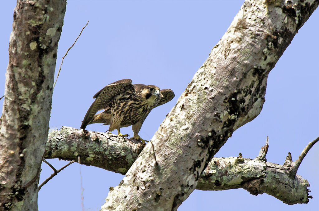 Peregrine Falconimmature