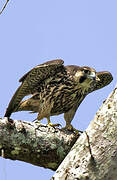 Peregrine Falcon