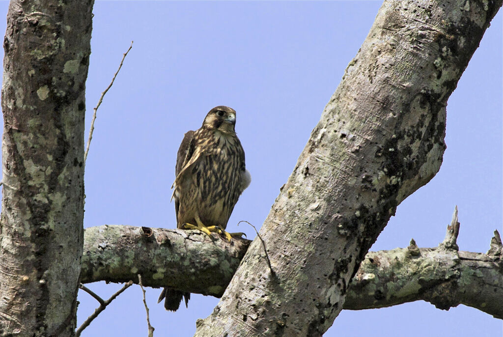 Peregrine Falconimmature