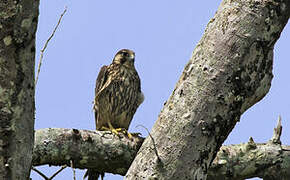 Peregrine Falcon