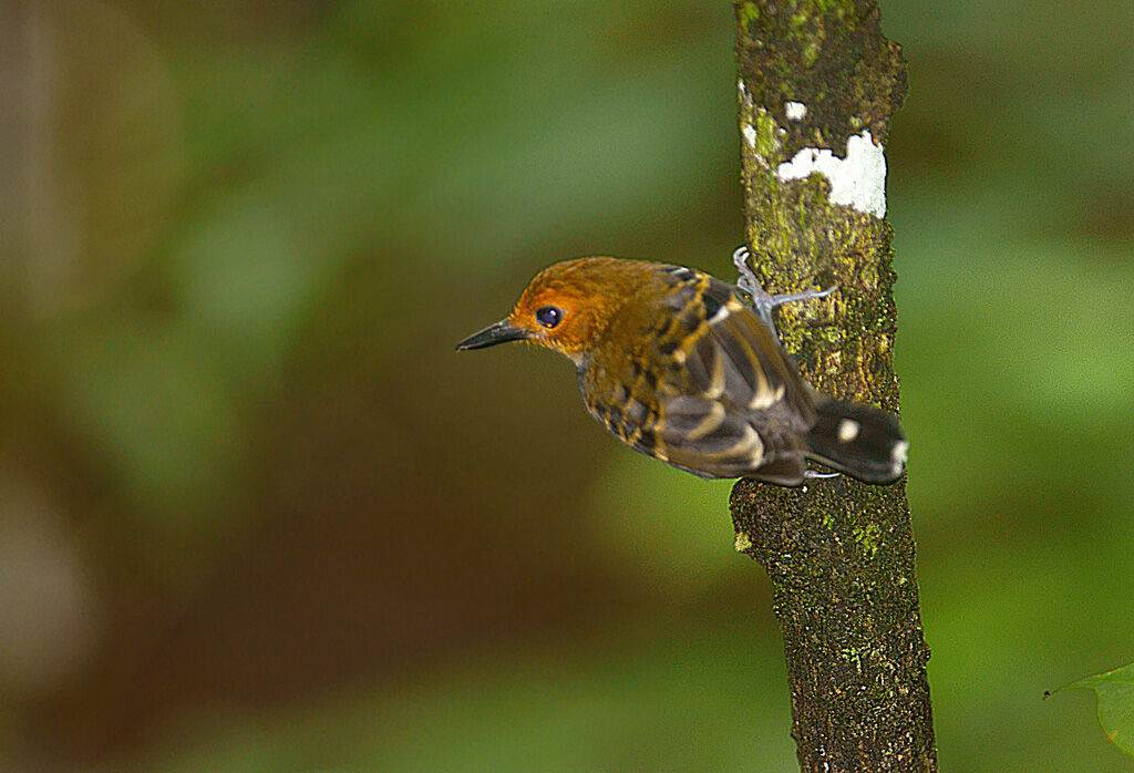 Common Scale-backed Antbird female immature, Behaviour