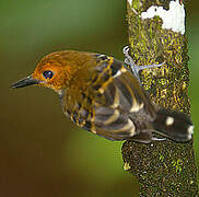 Common Scale-backed Antbird