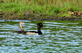 Ring-necked Duck