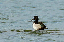 Ring-necked Duck