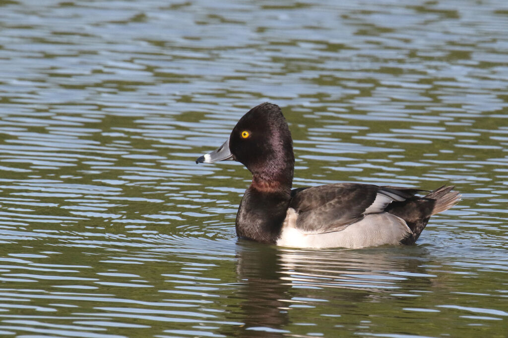 Ring-necked Duck male adult