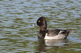 Ring-necked Duck