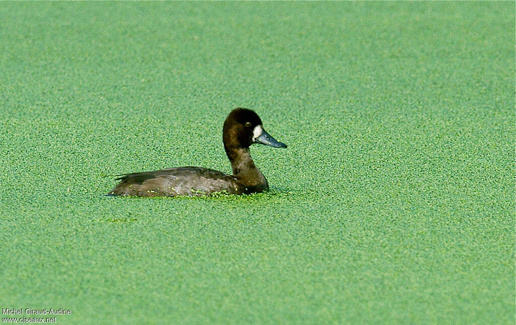 Fuligule à tête noire femelle adulte transition, identification