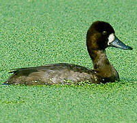 Lesser Scaup