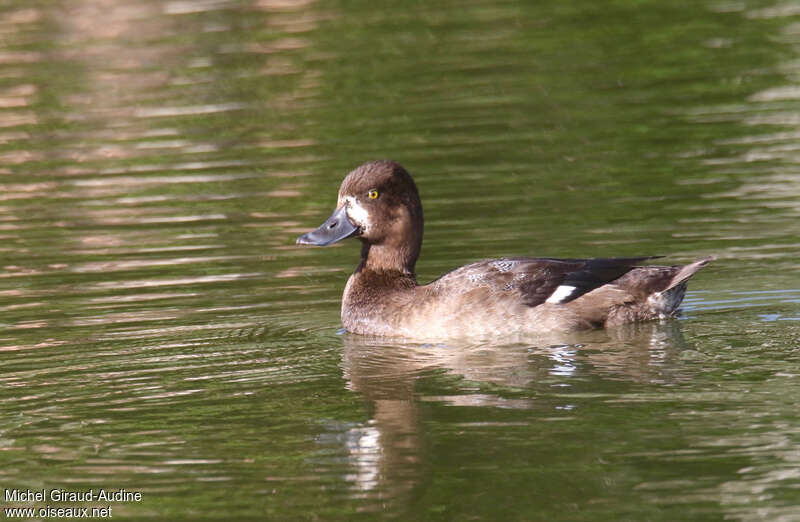 Lesser Scaup male First year, identification