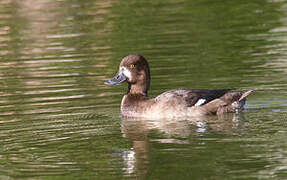 Lesser Scaup