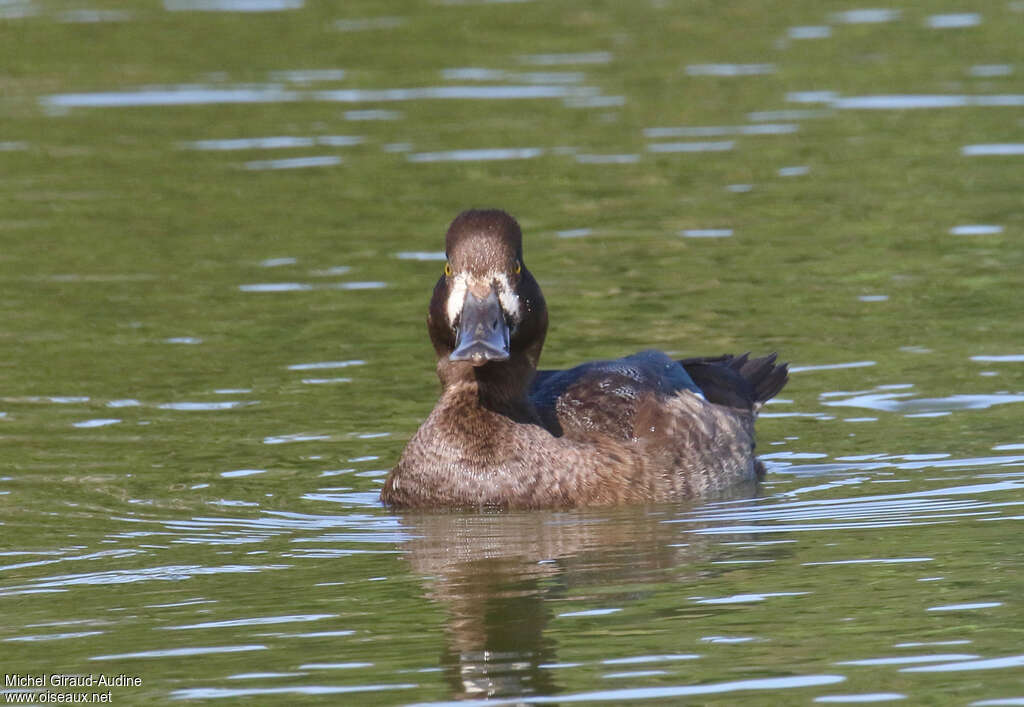 Lesser Scaup male First year, close-up portrait