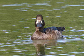 Lesser Scaup