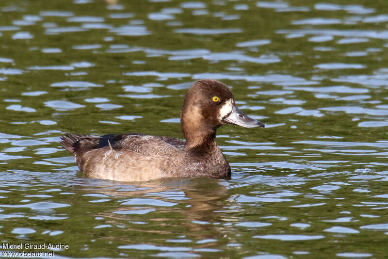 Lesser Scaup male First year, identification
