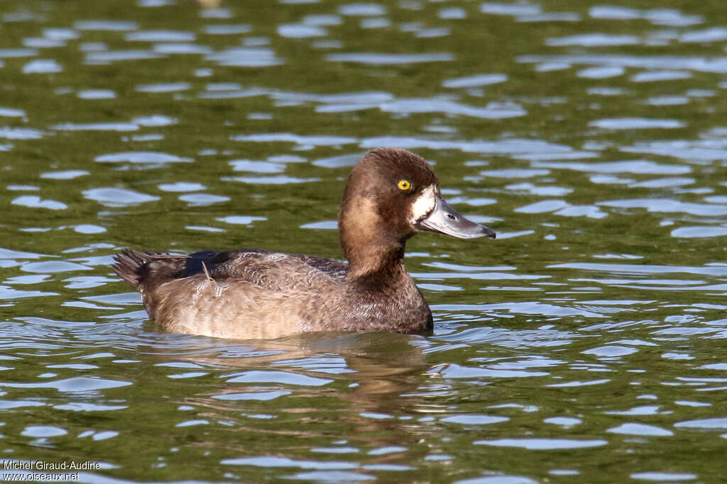 Lesser Scaup male First year, identification