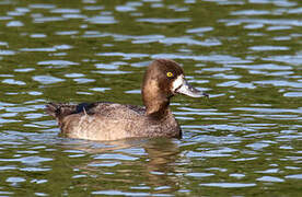 Lesser Scaup